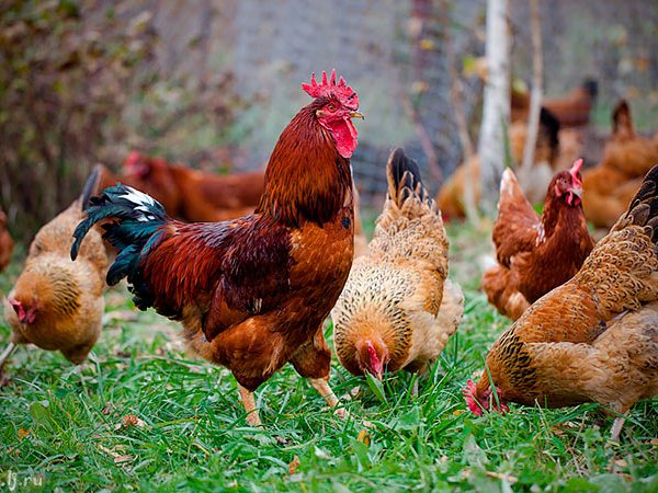 Породы куриц | ЗооТом - продажа, вязка и услуги для животных в Уренгое