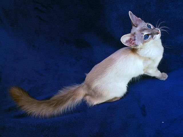 Выведенные породы кошек в Уренгое | ЗооТом портал о животных