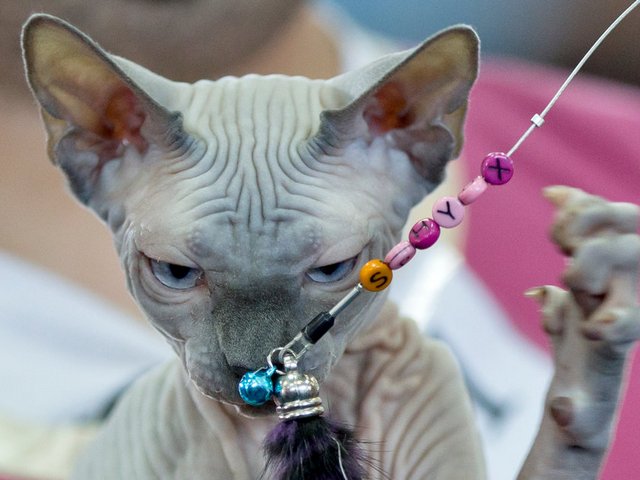 Выставки кошек в Уренгое | ЗооТом портал о животных