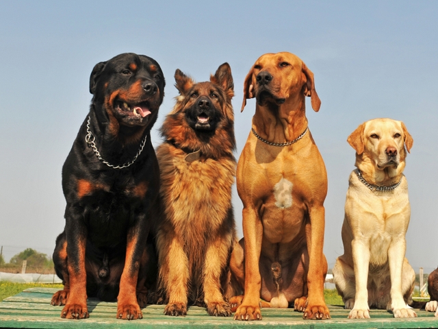 Крупные породы собак в Уренгое | ЗооТом портал о животных
